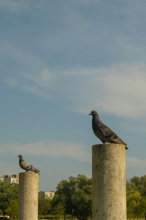 Free Two pigeons perched on urban concrete pillars against a blue sky, trees in the background. Stock Photo