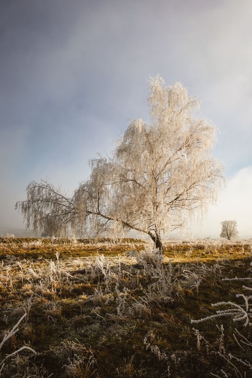 Free A solitary tree beautifully covered in frost, standing in a wintry field under a clear sky. Stock Photo