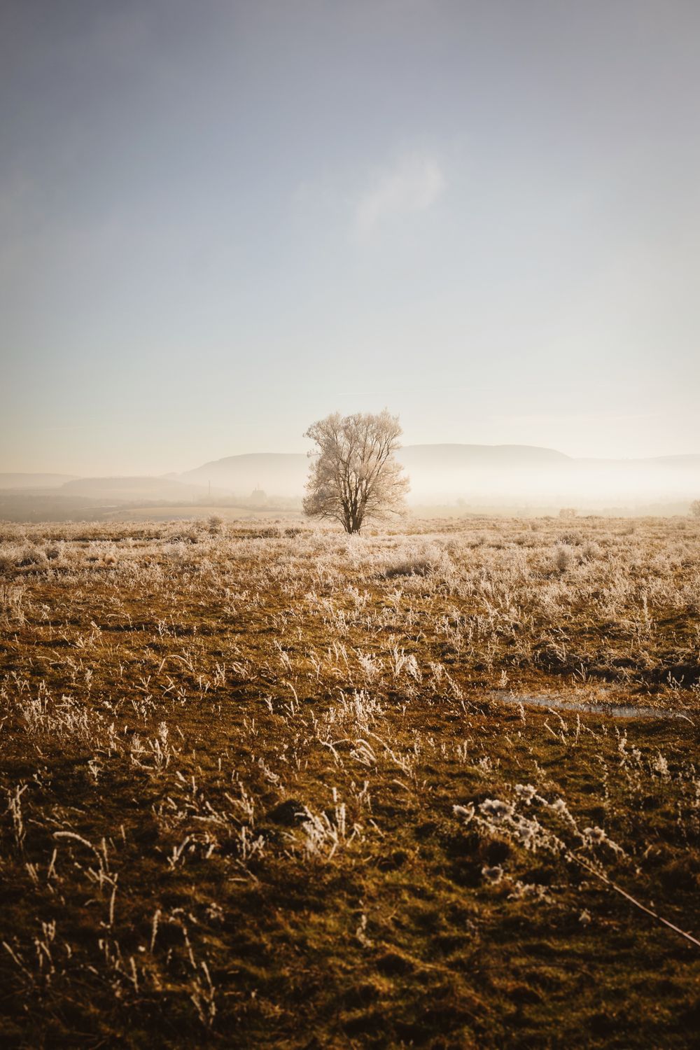 Serene Lone Tree in Winter Frosted Landscape · Free Stock Photo