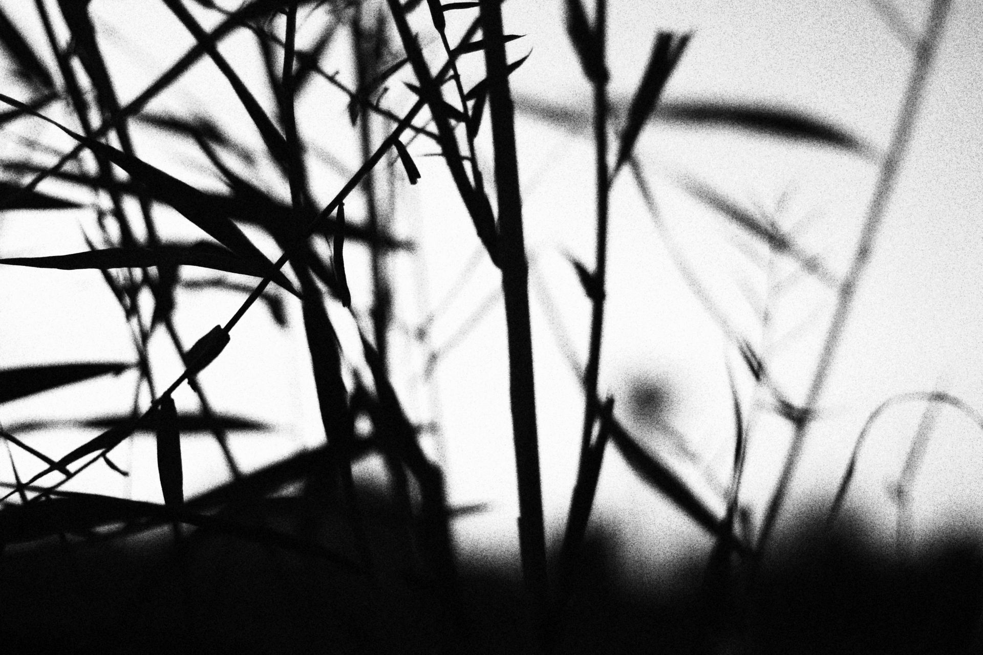 High contrast black and white silhouette of plants creating an abstract pattern.