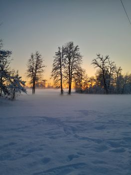 Serene winter landscape with trees and snow at sunrise showcasing a peaceful ambiance.