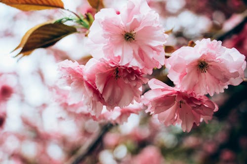 Základová fotografie zdarma na téma aroma, čerstvý, elegantní