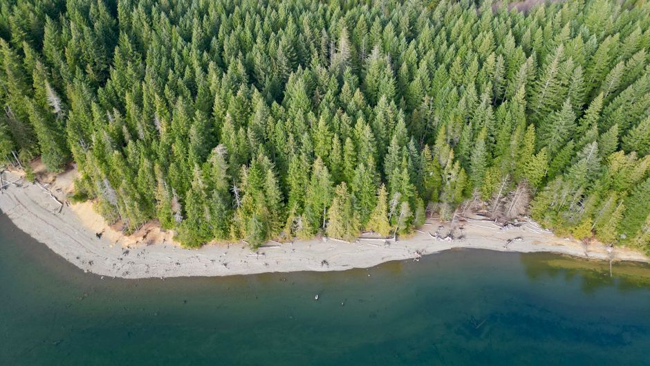 A stunning aerial shot of a dense forest meeting a quiet lakeshore on a bright day.
