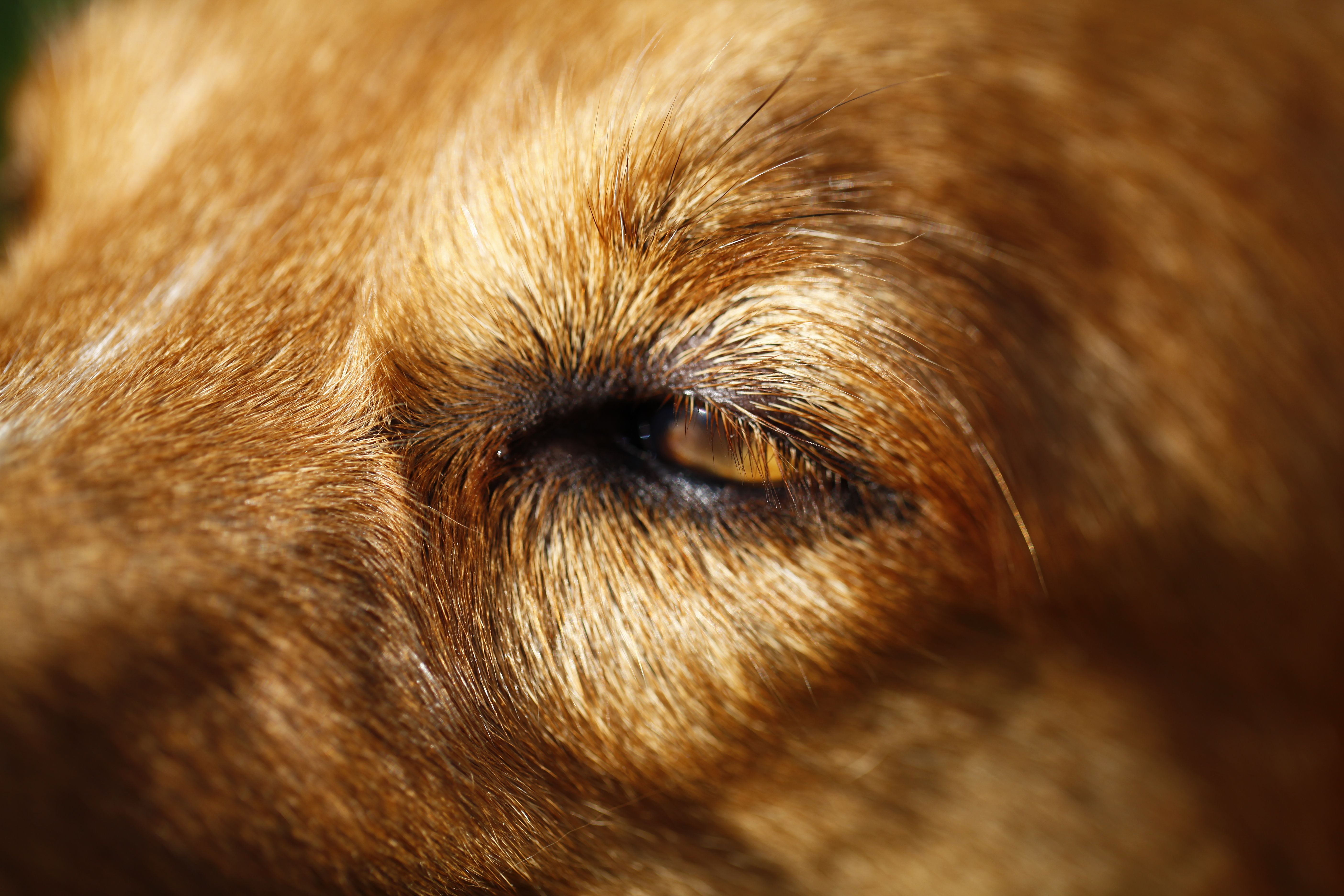 Pet Insurance for Corrective Eye Surgery in the UK 2026