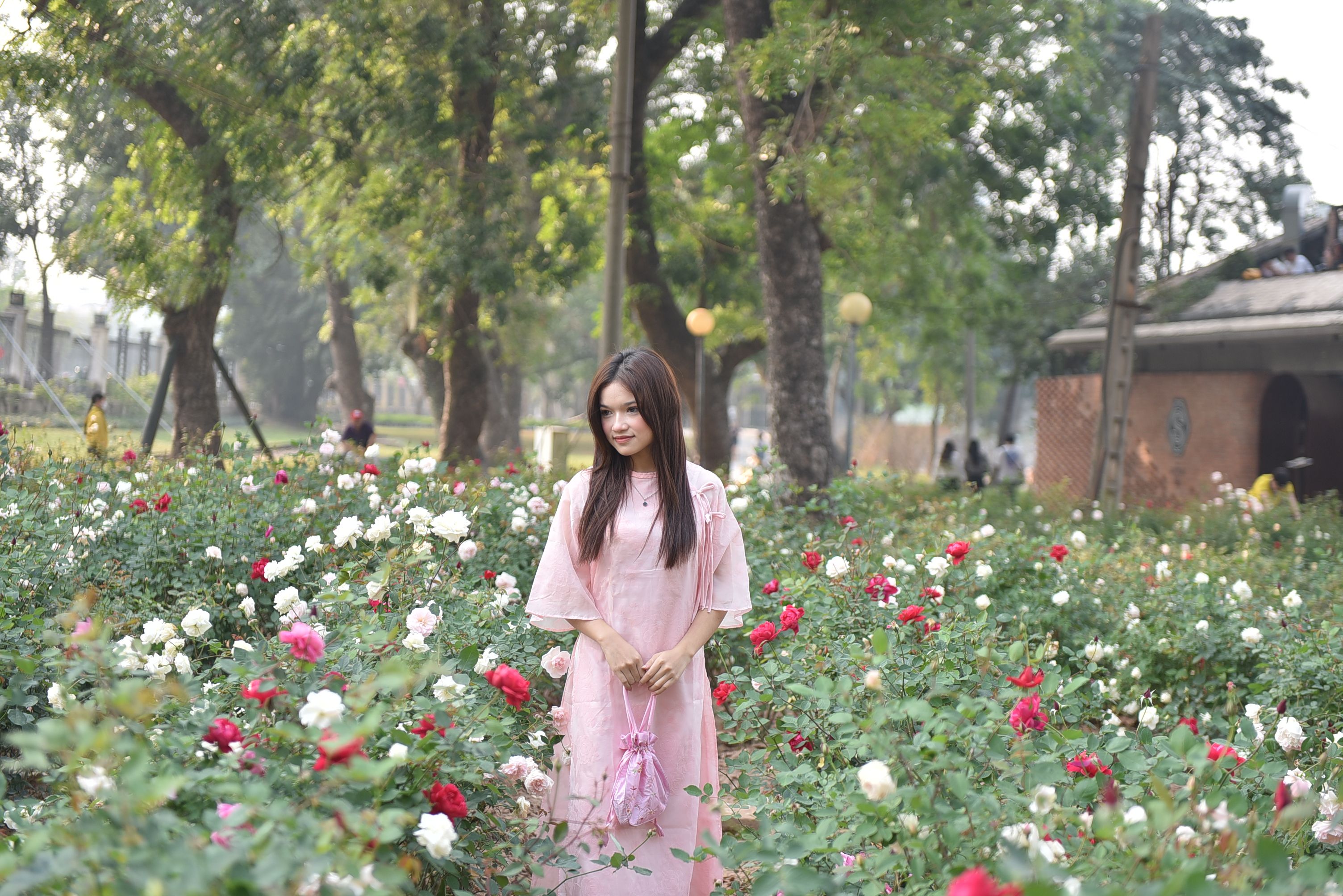 Woman in Pink Dress Standing in Rose Garden · Free Stock Photo