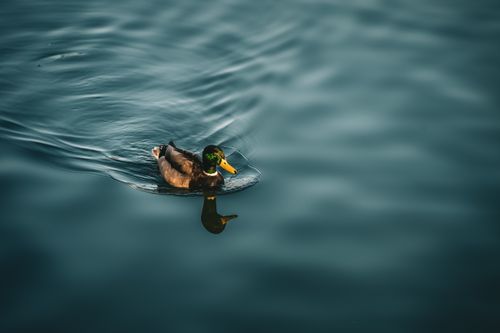 Free A peaceful mallard duck swimming gracefully on calm blue water, casting a gentle reflection. Stock Photo