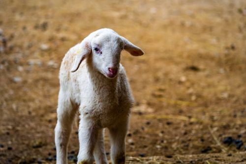 Free A cute lamb standing outdoors, capturing the essence of nature and wildlife in Ljubljana. Stock Photo