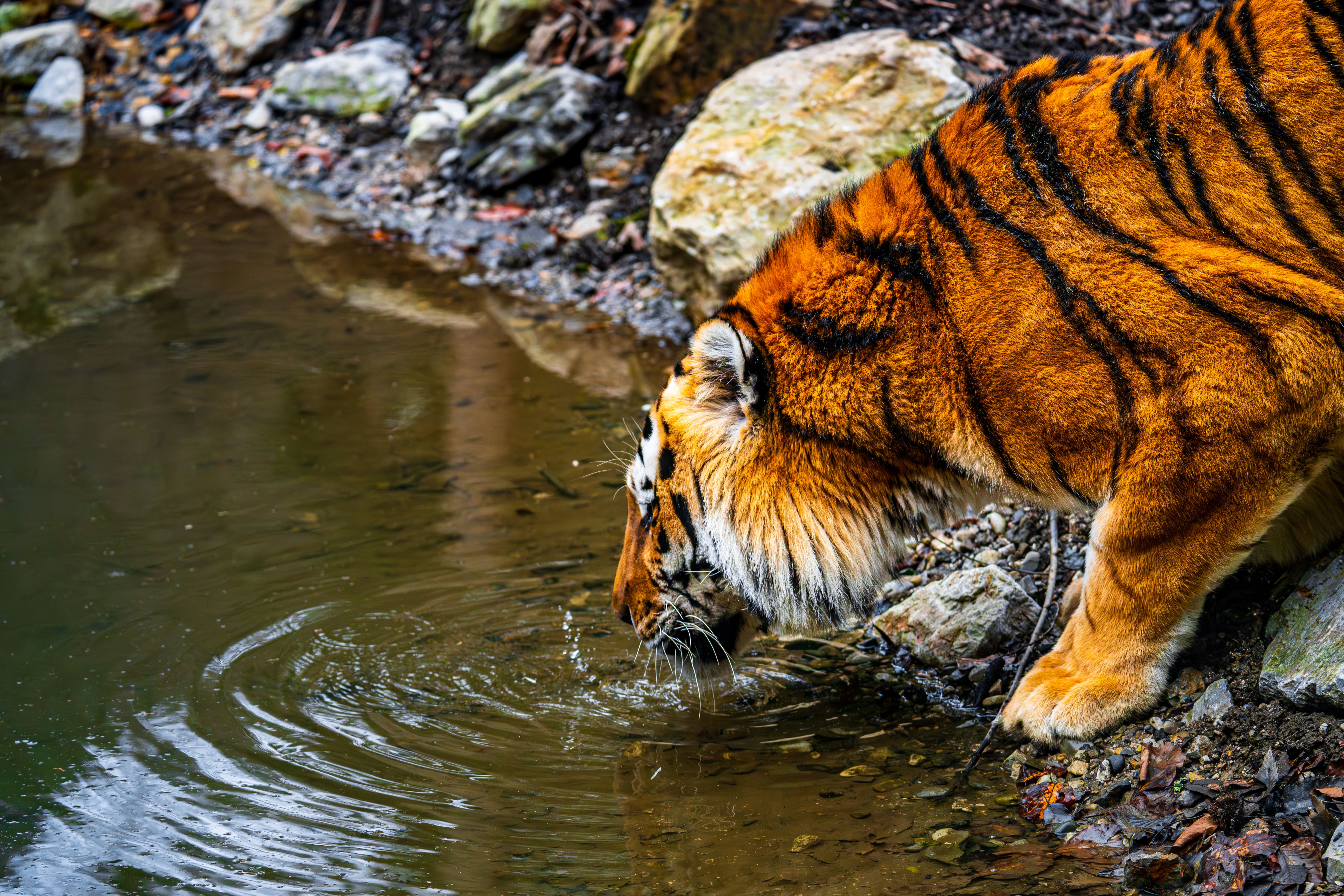 A striking tiger drinks water from a pond, showcasing its natural beauty in a serene environment.