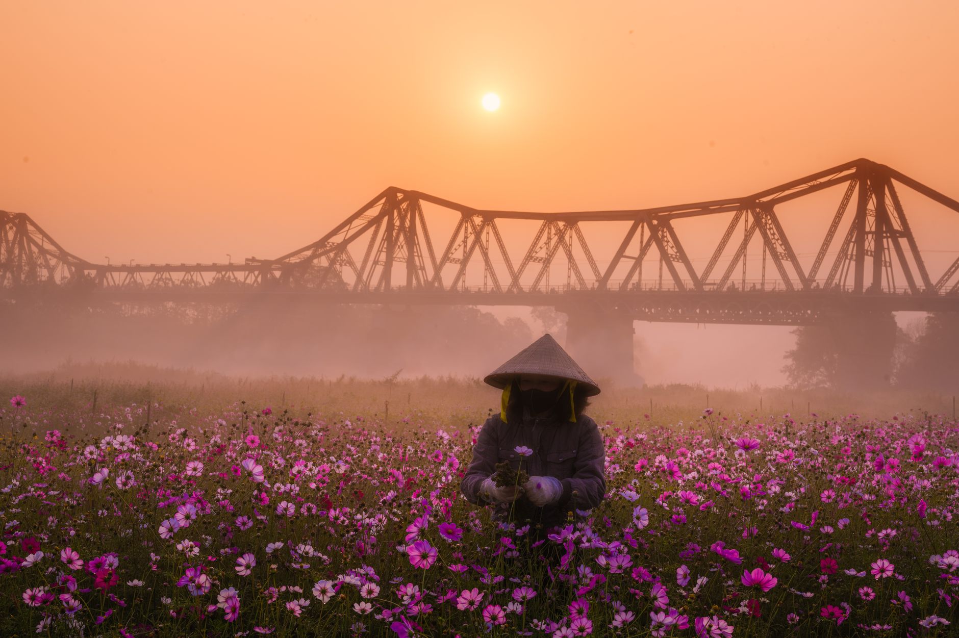 A tranquil sunrise scene featuring a field of flowers and a person with a conical hat by a bridge.