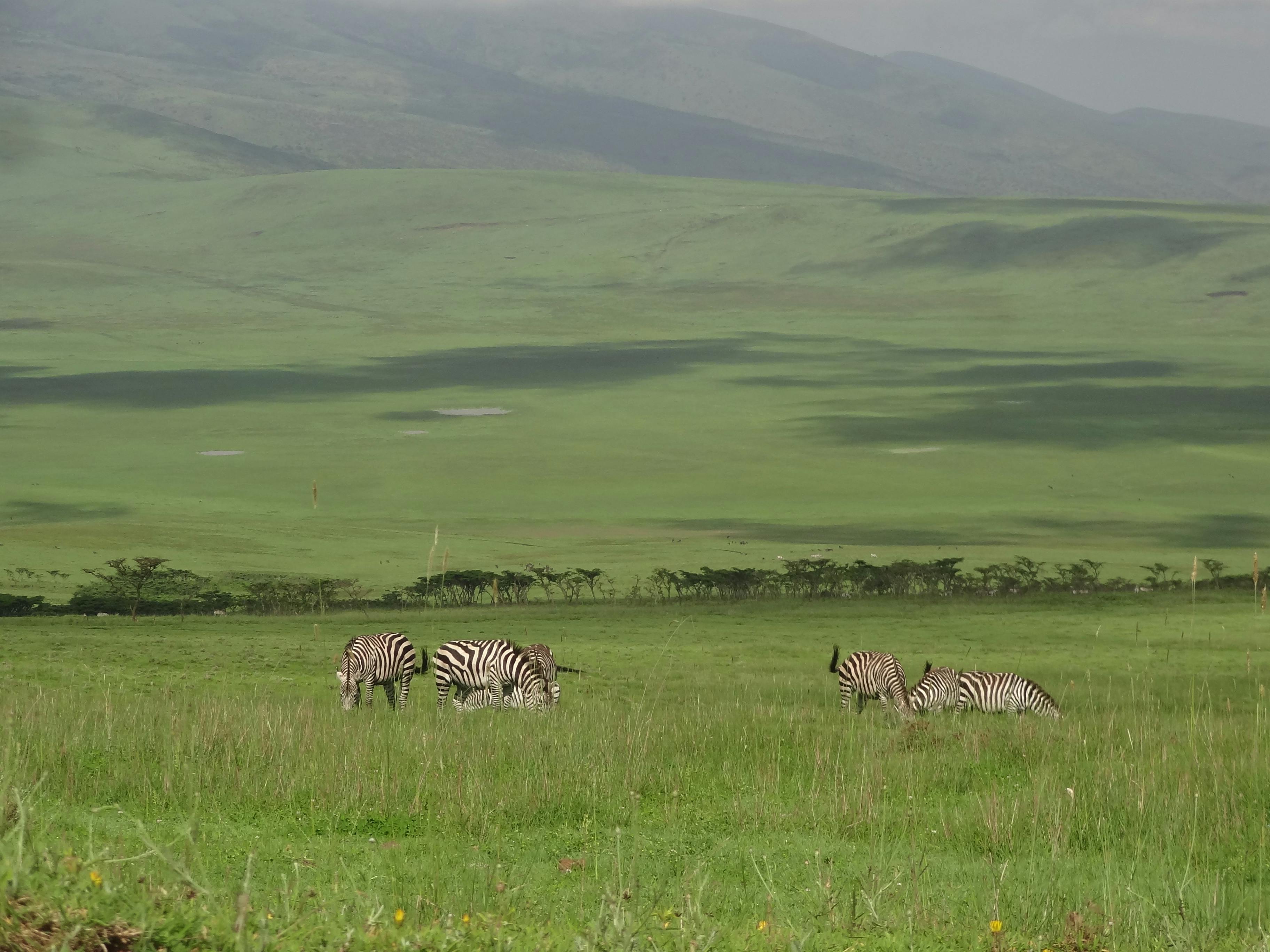 Serene view of zebras grazing in the lush plains of Ngorongoro Crater, Tanzania.
