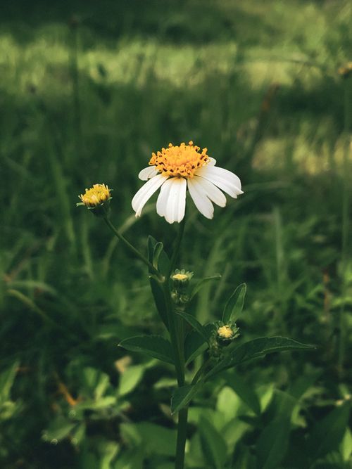 Free Isolated white daisy with yellow center in a lush green field, symbolizing nature's beauty. Stock Photo