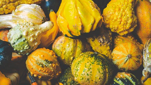 Free stock photo of fresh vegetable, halloween pumpkin, pumpkin