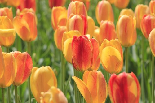 Free A vivid display of orange and yellow tulips in full bloom during spring in Montreal, Canada. Stock Photo