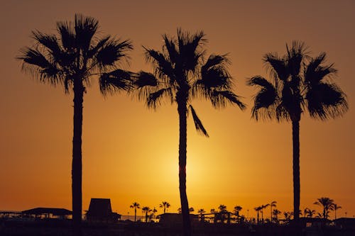 gratis Silhouet Palmbomen Op Strand Tegen Hemel Stockfoto