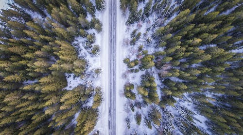 Un Alto ángulo De Vista De árboles Contra El Cielo