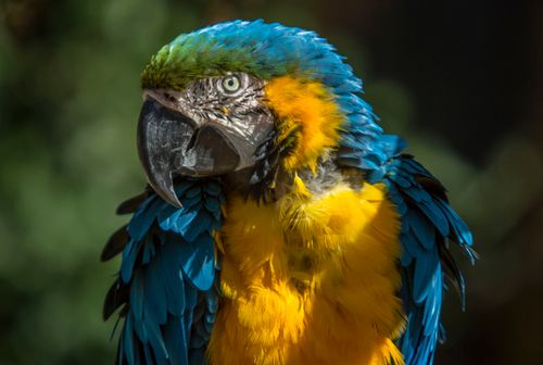 Free Detailed portrait of a blue and yellow macaw parrot with vibrant feathers in natural lighting. Stock Photo