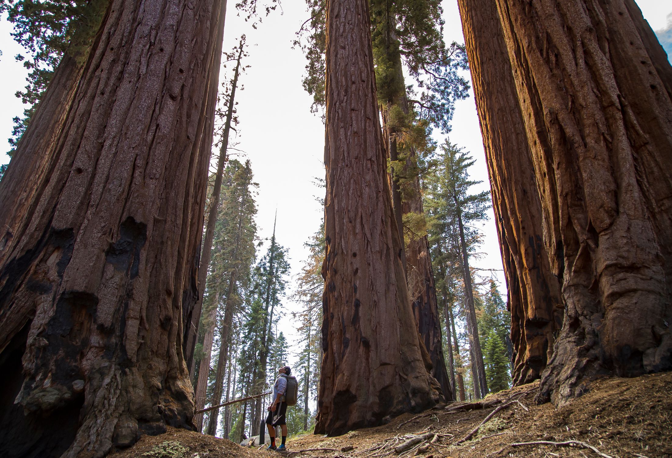Hiker among towering sequoia trees in a scenic forest setting.