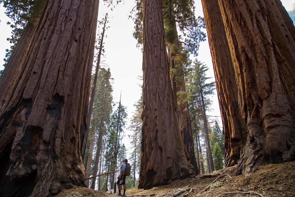 Hiker standing among towering redwood trees in a dense forest — sequoia tree vs redwood Surrey BC