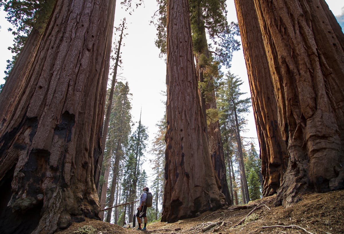 Hiker Among Towering Redwood Trees in Forest