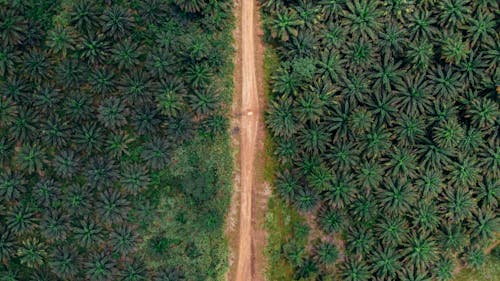 Foto d'estoc gratuïta de agricultura, arbres, carretera