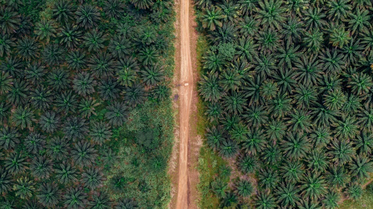 Aerial Photography of Road Near Green Trees