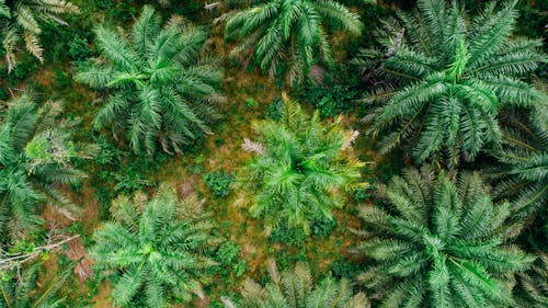 คลังภาพถ่ายฟรี ของ การเจริญเติบโต, จากข้างบน, ต้นปาล์ม