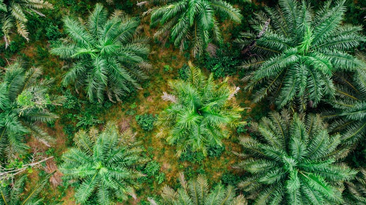 From Above Photo Of The Canopy Of Palm Trees