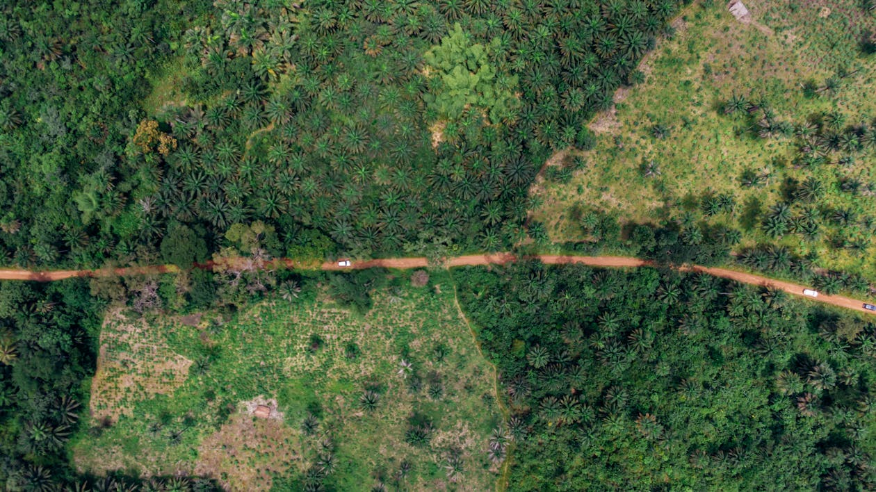 Aerial View of Road Between Trees