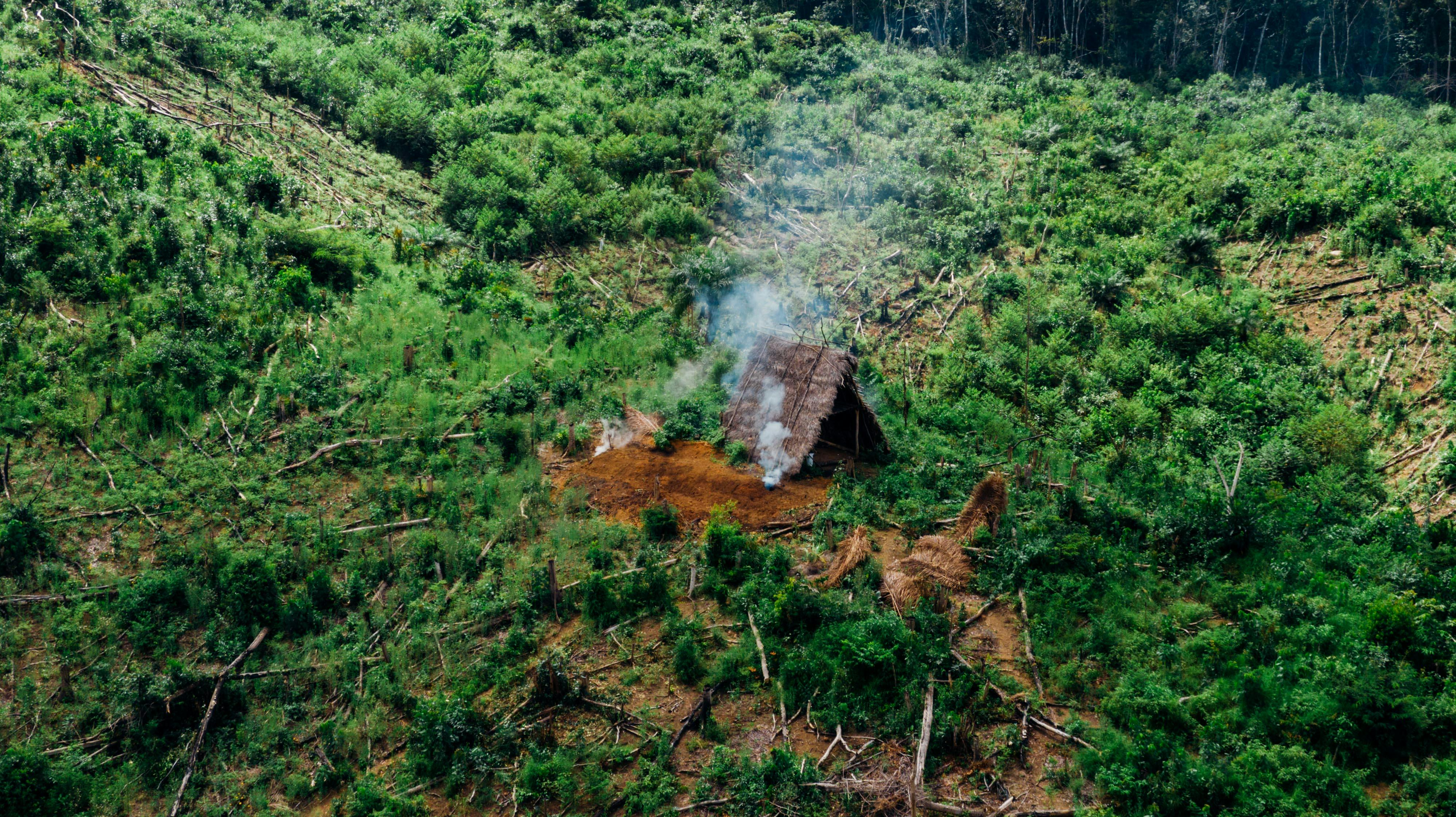 lush green grass around fire pit