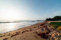 日出时分，宁静的海滩上，海藻与温和的海浪构成一幅美景