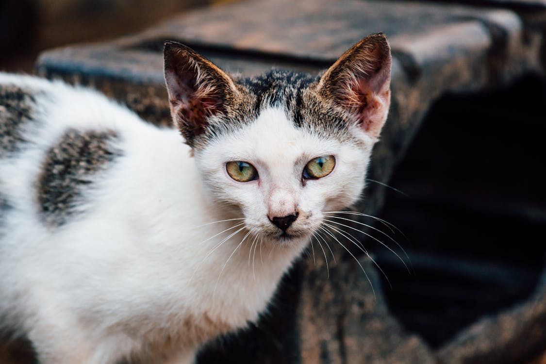 Kurzfell Weiße Und Graue Katze