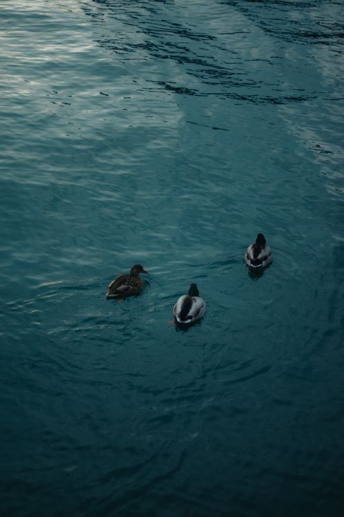 Free A serene view of ducks swimming on the calm blue waters of Lake Ontario during winter. Stock Photo