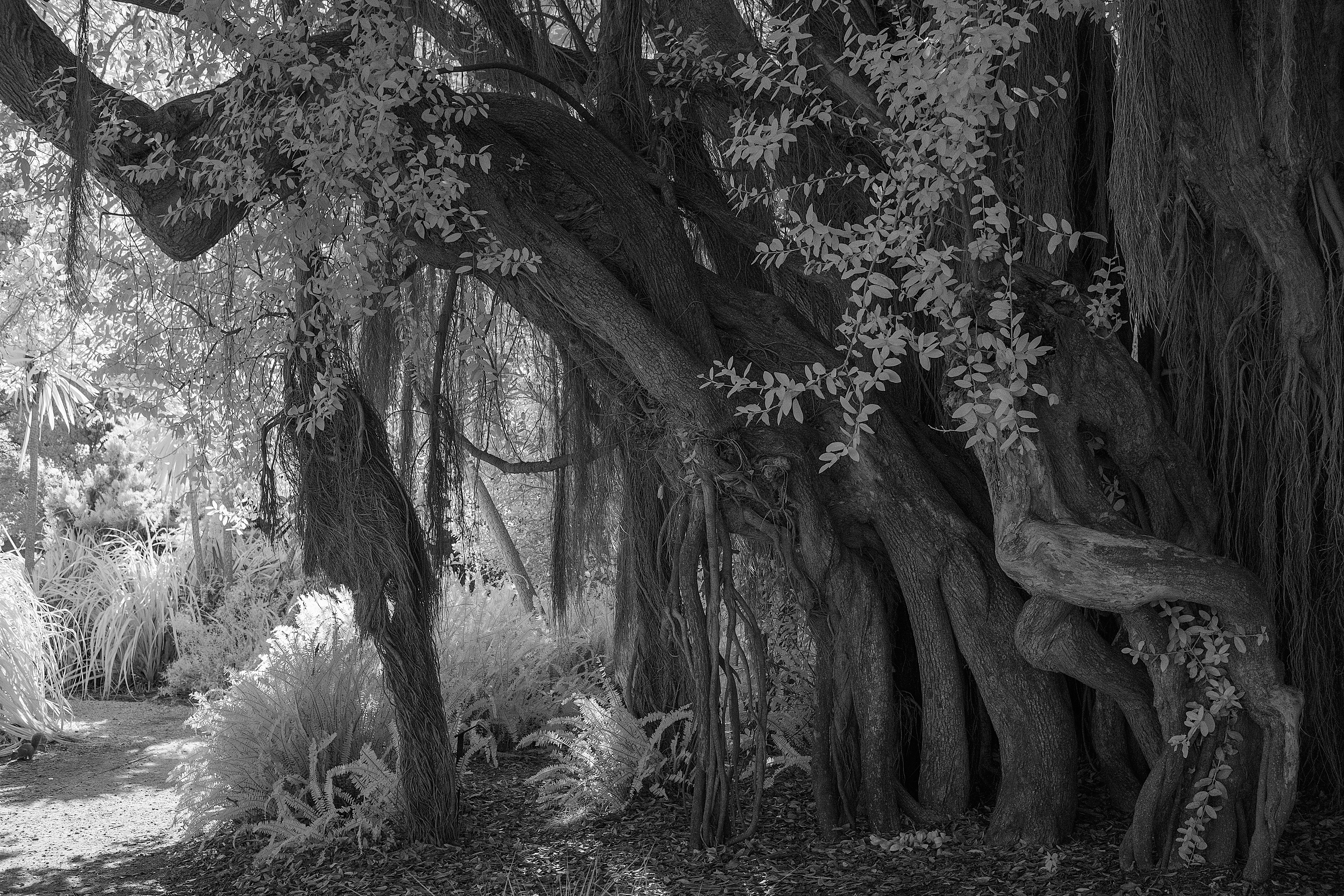Ancient tree in forest, evoking pre-Christian reverence for nature underlying the wood-touching tradition
