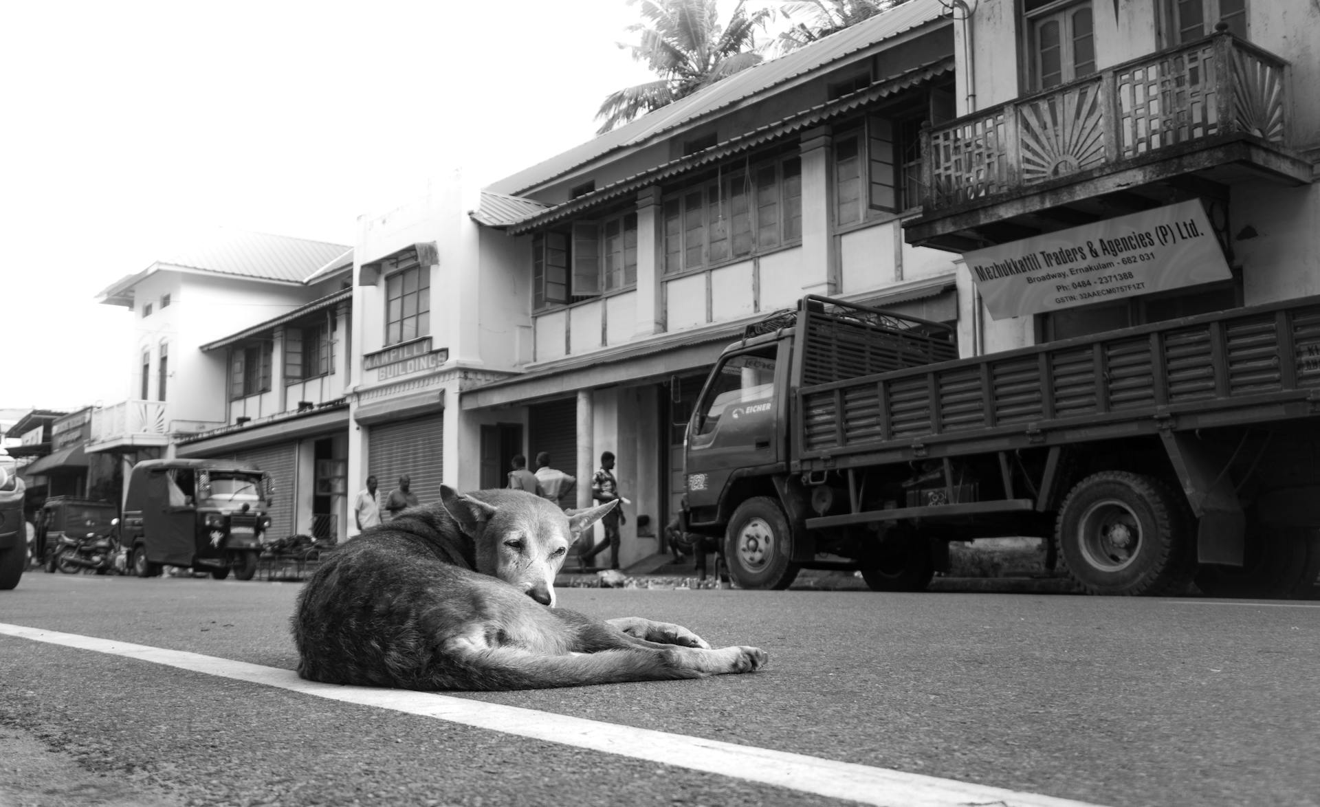 Black and white photo of a stray dog resting on a street in Kochi, Kerala, India.