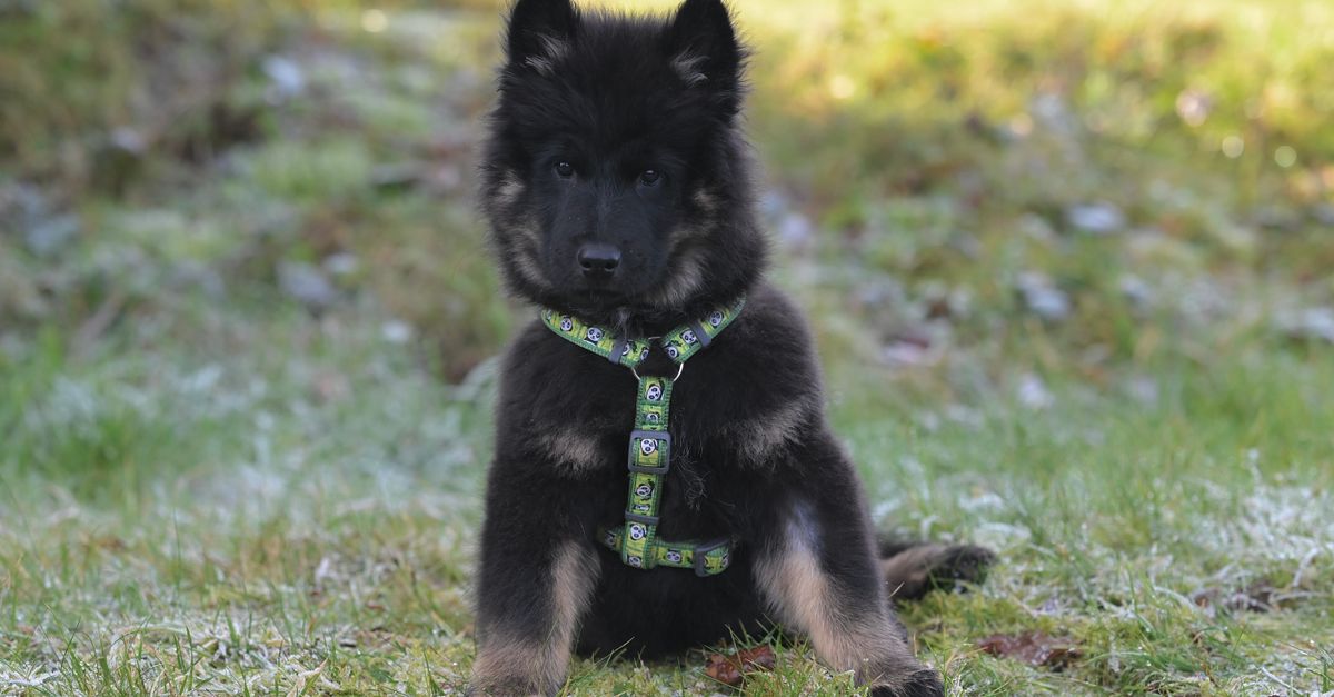 German Shepherd
