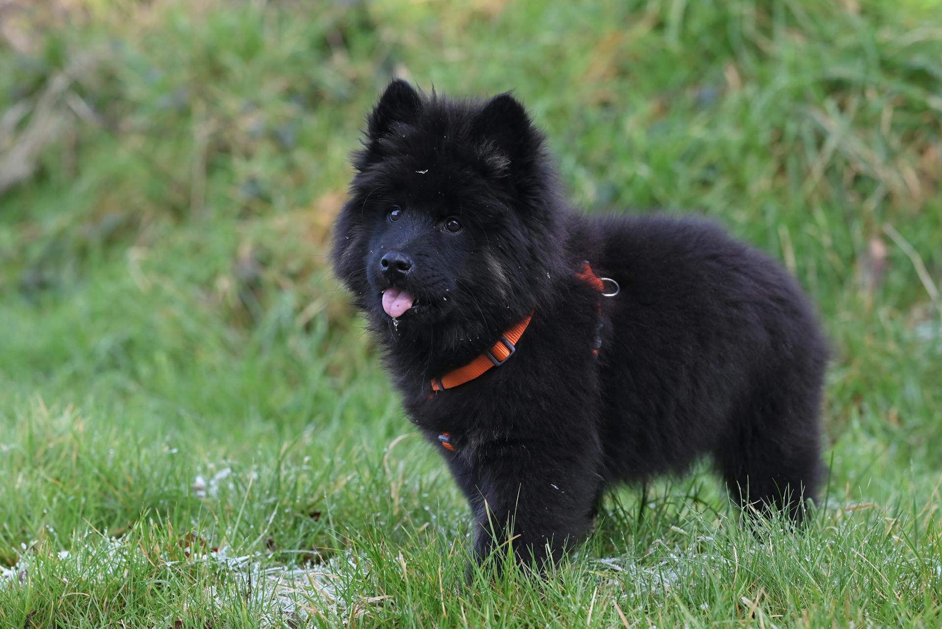 Cute black Chow Chow puppy explores lush green grass outdoors.