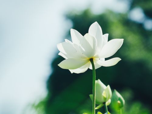 Free A serene white lotus flower captured in full bloom, symbolizing purity and tranquility. Stock Photo