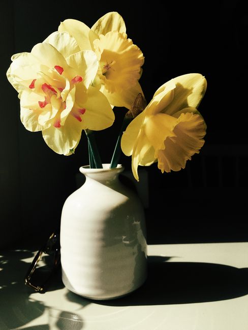 Vibrant yellow daffodils captured in sunlight in a white ceramic vase, creating a warm and inviting atmosphere.