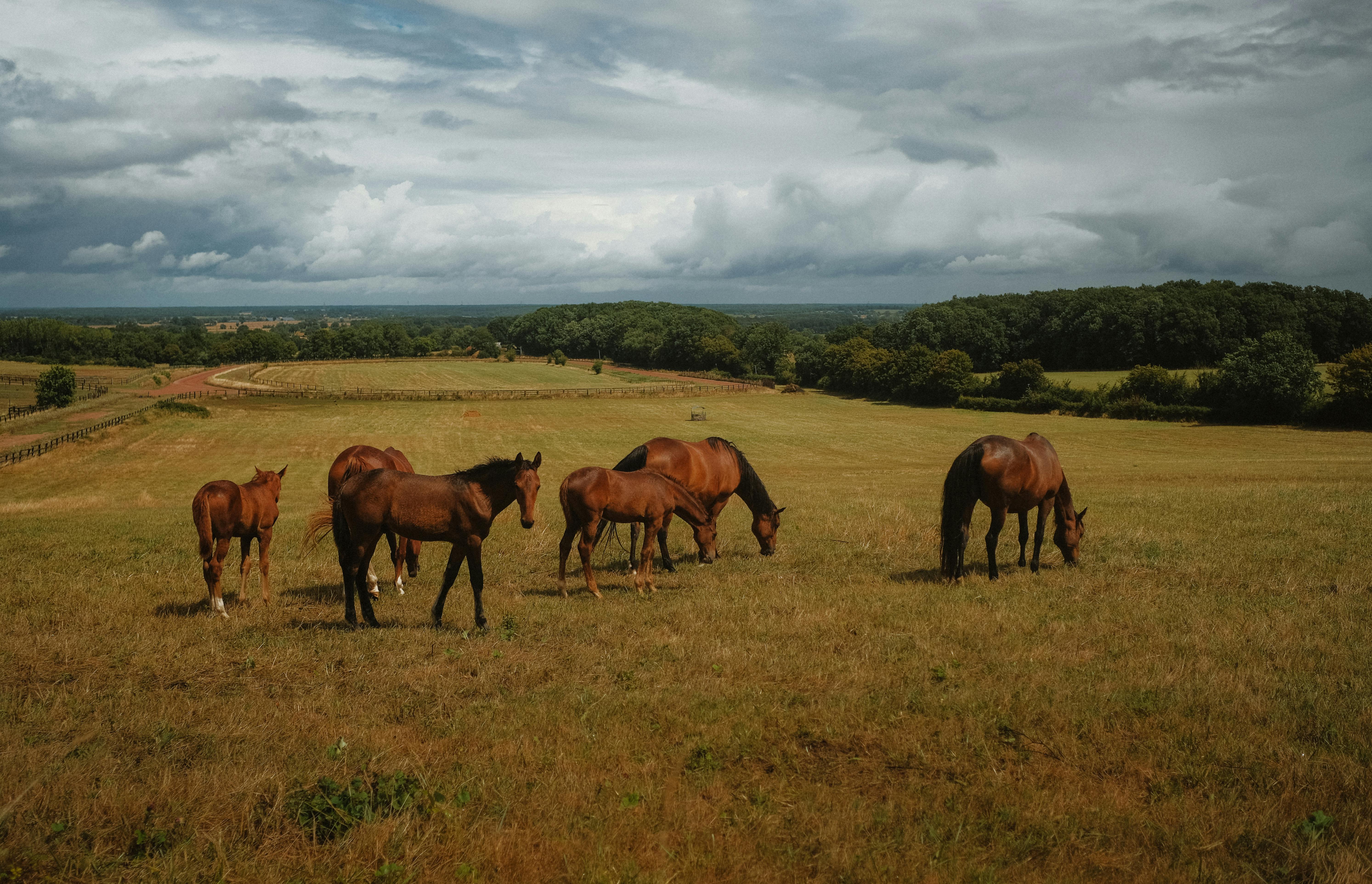 Group of brown horses grazing on a vast scenic farmland under a cloudy sky.