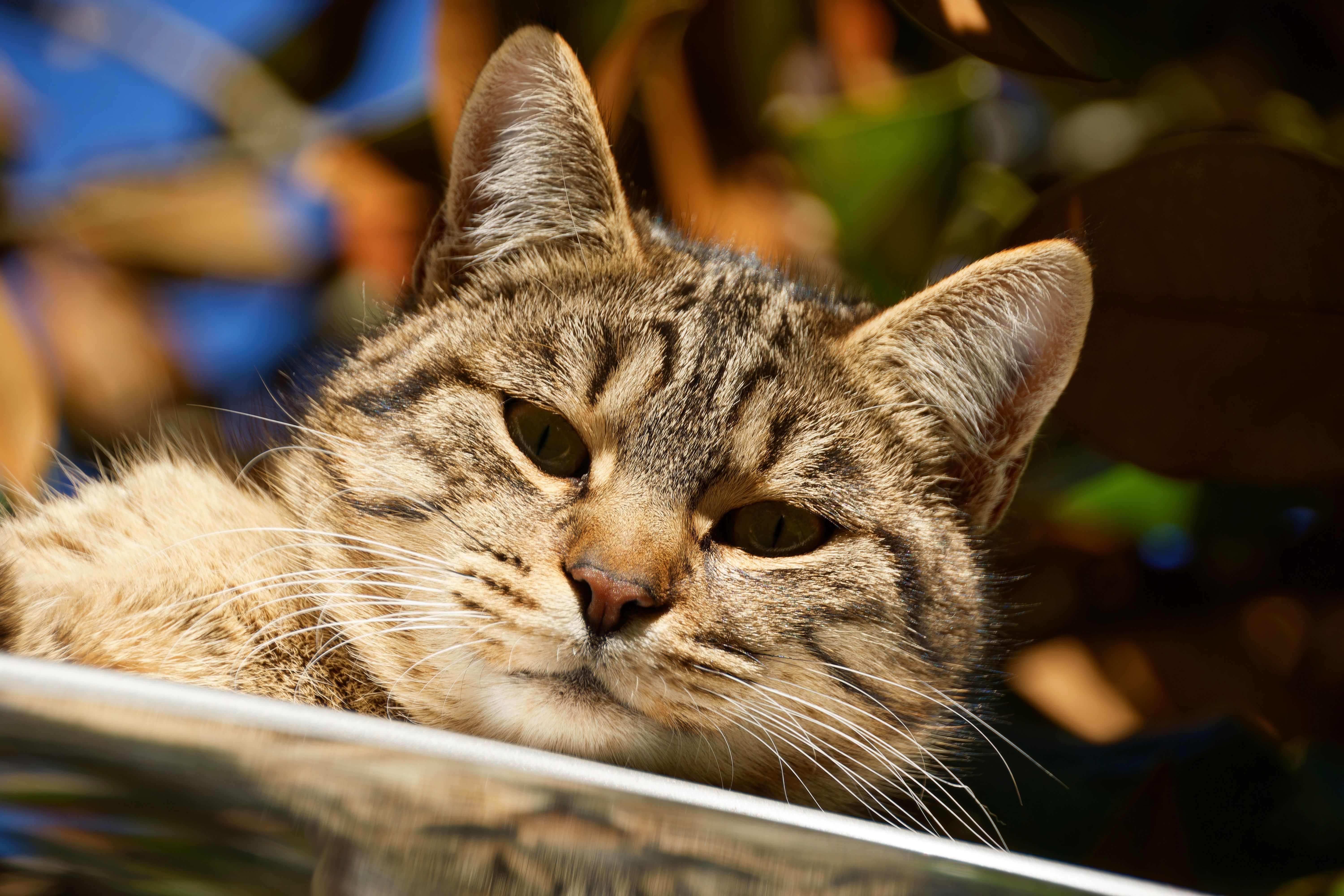 Close-Up of Tabby Cat Relaxing Outdoors · Free Stock Photo
