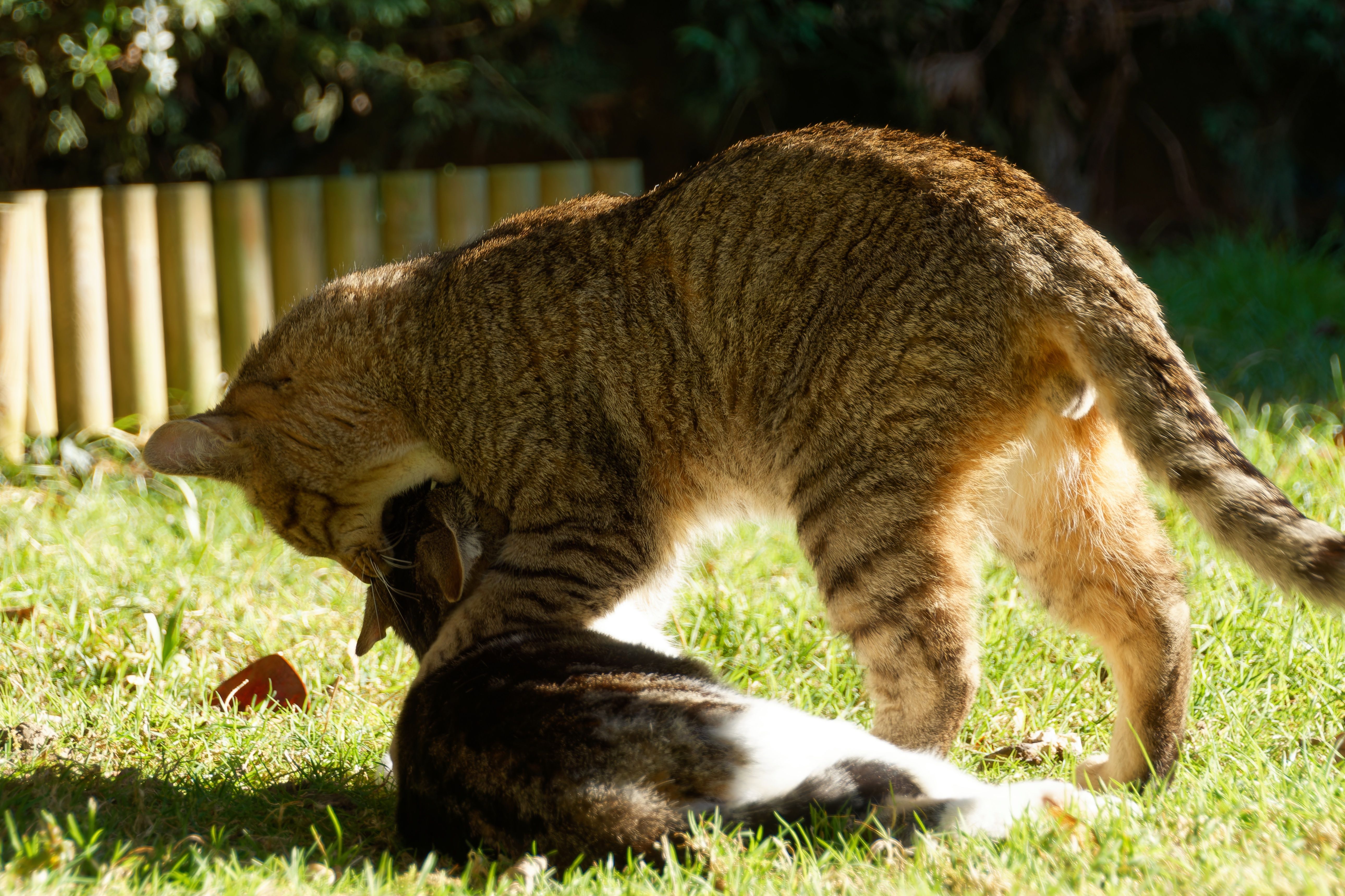 Playful Cats in Sunny Garden Setting · Free Stock Photo