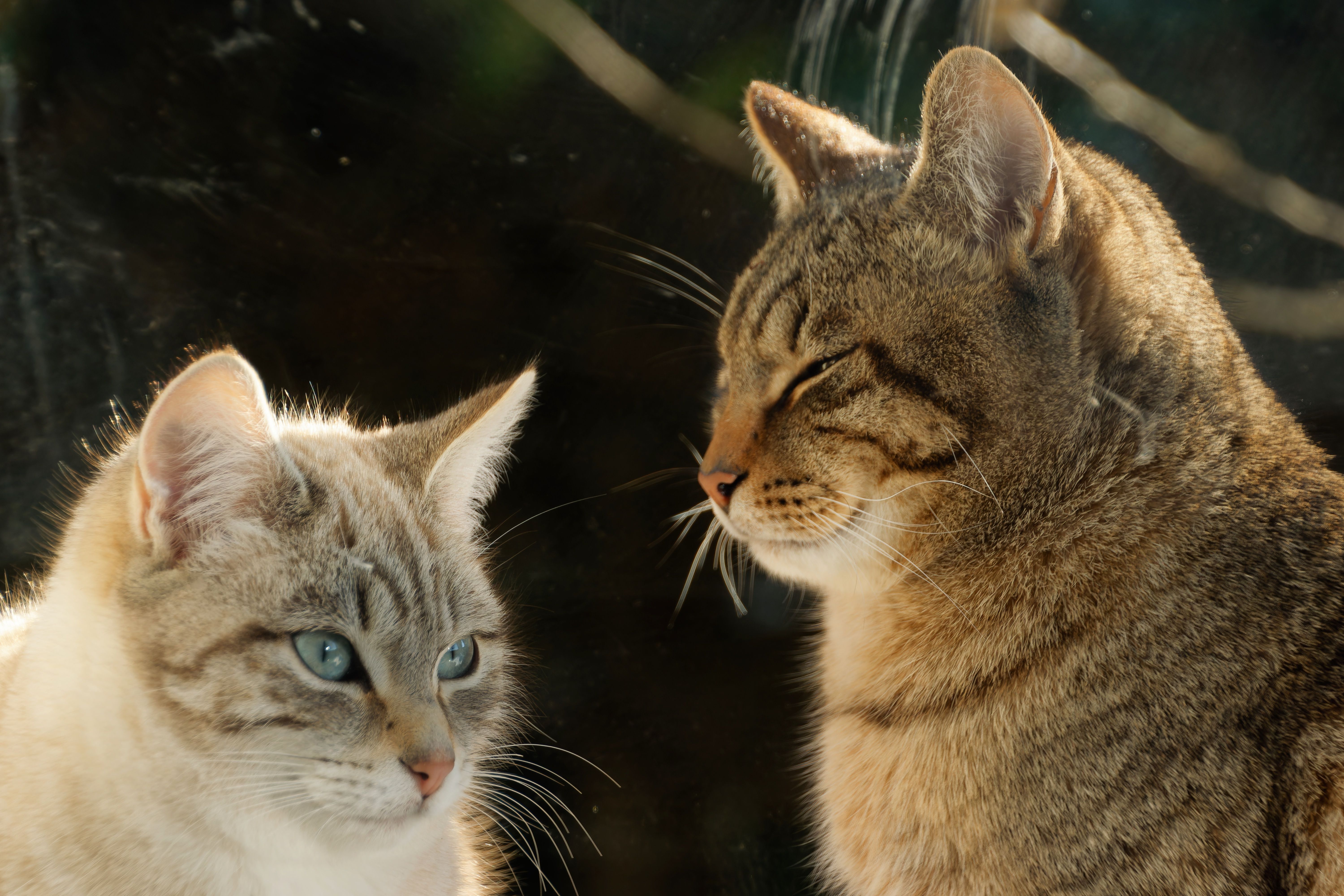 Concerning Cats