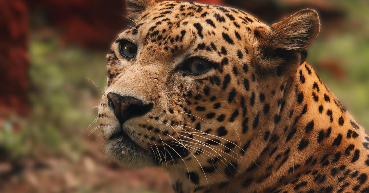 R Leopard Majestic Leopard Resting in Natural Habitat · Free Stock Photo