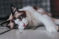 一只蓝眼睛醒目的美丽布偶猫躺在地板上，显得很好奇