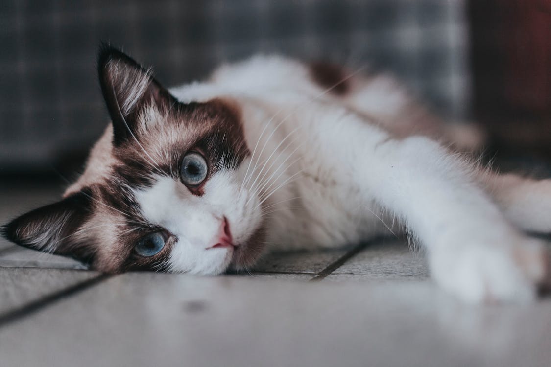 Short-furred White and Black Cat