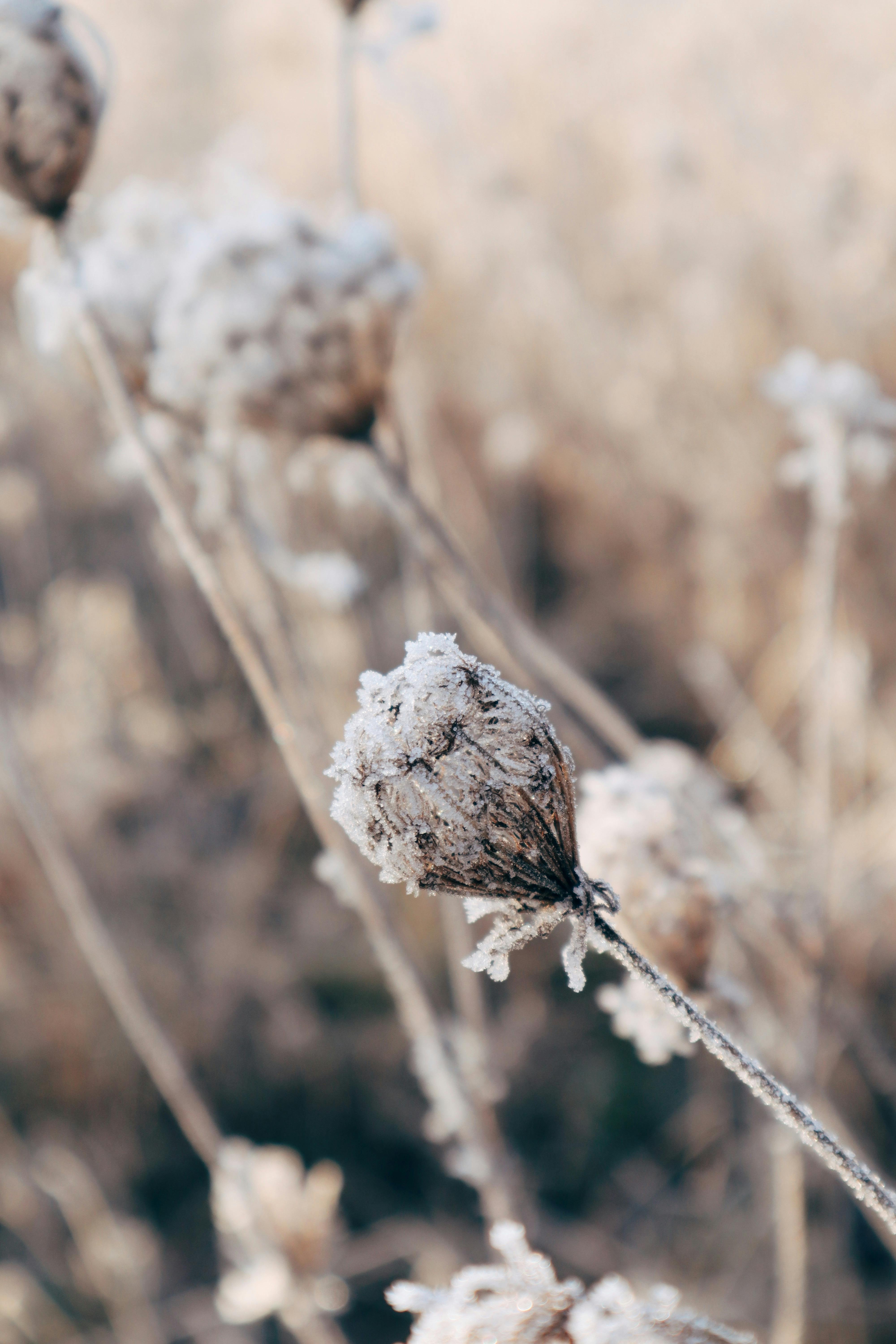 Close-up of hoarfrost covering dried plants on a frosty winter day in Berlin.