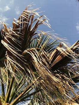 棕榈树叶子的特写，在晴朗蓝天的阳光下，捕捉到了热带夏季的感觉