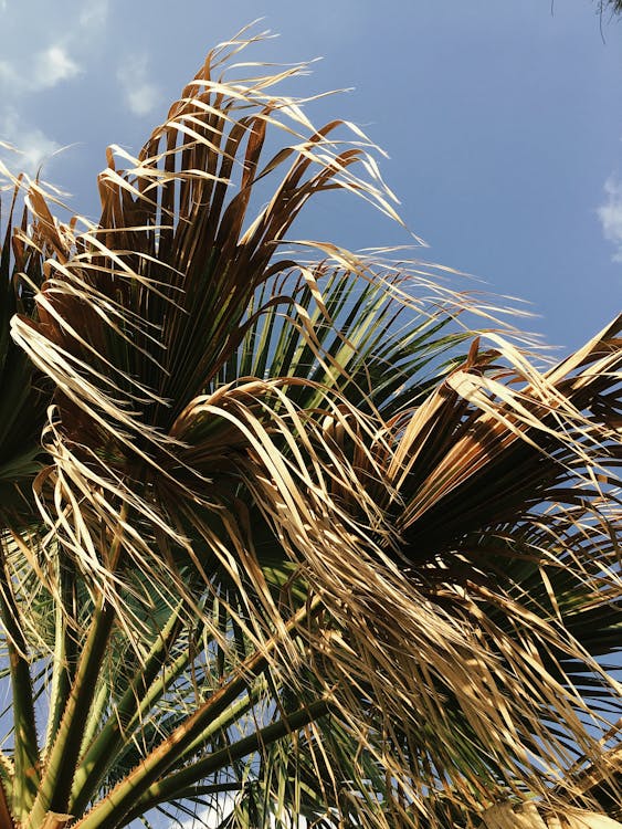 Groene Doorbladerde Boom