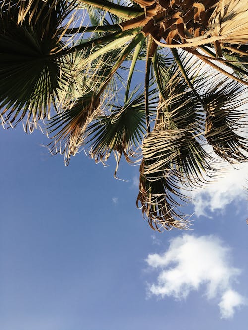 Free Green Palm Trees Stock Photo