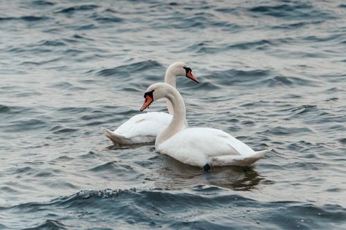 Free Two majestic swans gracefully swim together on a tranquil water surface. Stock Photo